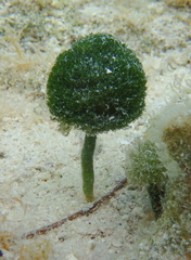 Penicillus dumetosus