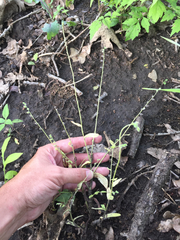 Myosotis macrosperma