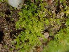 Dicranella staphylina