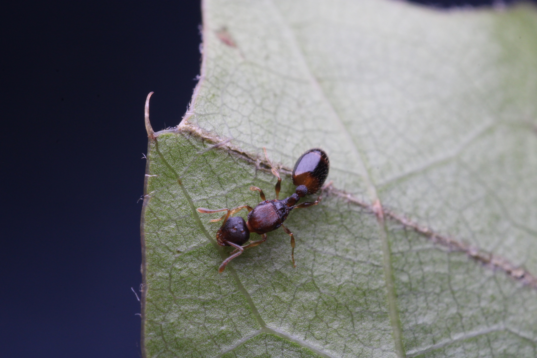 Temnothorax duloticus