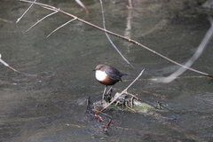 Cinclus cinclus aquaticus