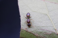 Temnothorax duloticus