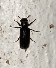 Melalgus plicatus
