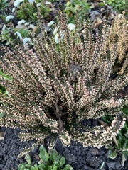Calluna