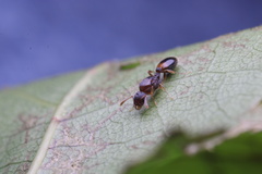 Temnothorax duloticus