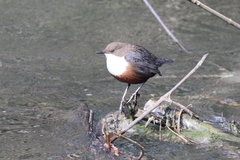 Cinclus cinclus aquaticus