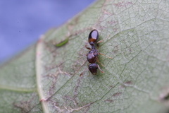 Temnothorax duloticus