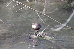 Cinclus cinclus aquaticus
