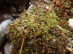 Mesoptychia badensis