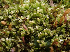 Mesoptychia badensis