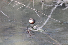 Cinclus cinclus aquaticus