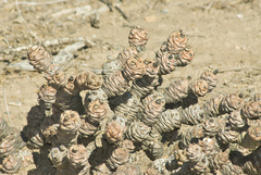 Tephrocactus articulatus