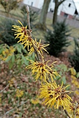 Hamamelis mollis