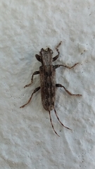 Stenidea troberti