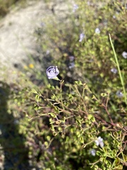 Trichostema nesophilum