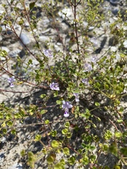 Trichostema nesophilum