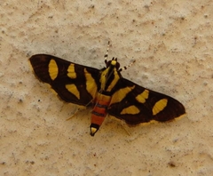 Syngamia
