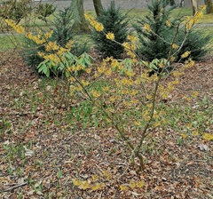 Hamamelis mollis
