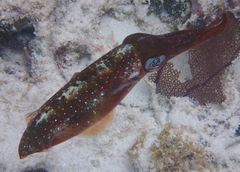 Sepioteuthis sepioidea