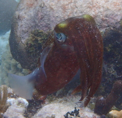 Sepioteuthis sepioidea