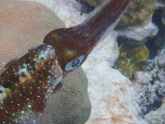 Sepioteuthis sepioidea