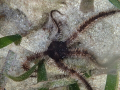 Ophiacanthida