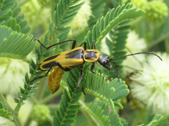 Chauliognathus scutellaris