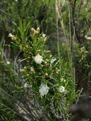 Baccharis grisebachii