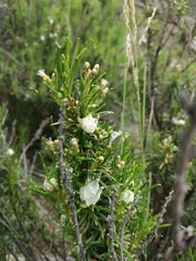 Baccharis grisebachii