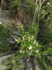 Baccharis grisebachii