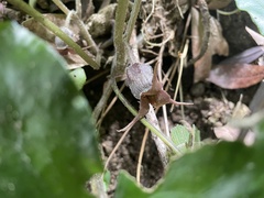 Asarum caudigerum