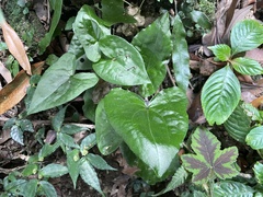 Asarum caudigerum