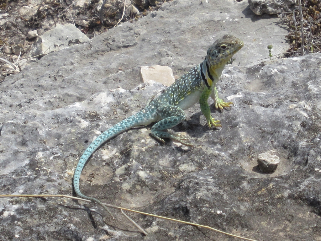 Eastern Collared Lizard from Seminole Canyon SP, Val Verde Co., TX on ...