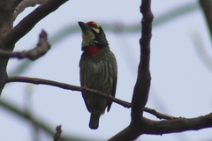 Psilopogon haemacephalus