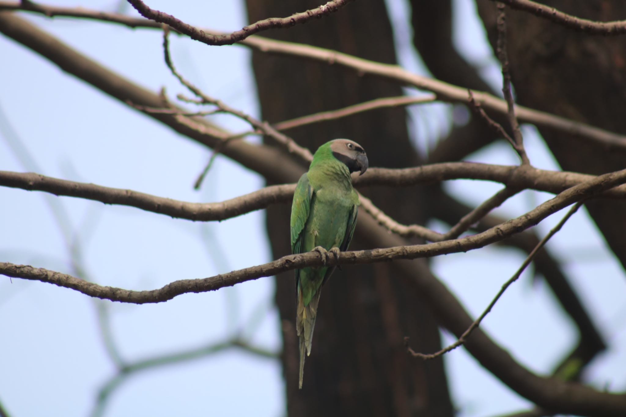 Red-breasted Parakeet