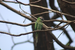 Psittacula alexandri fasciata