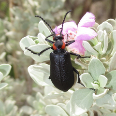 Lytta cribrata