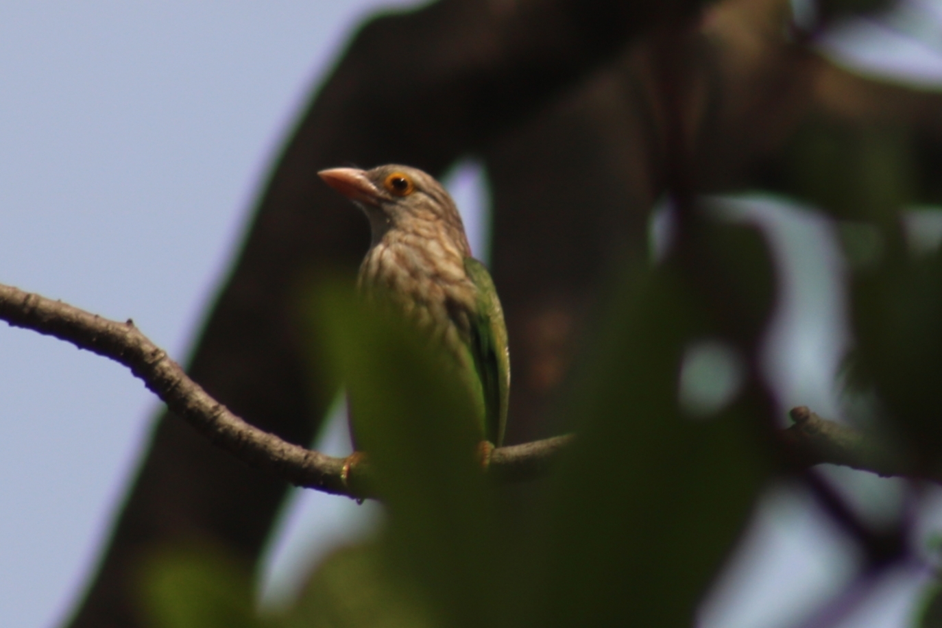 Lineated Barbet