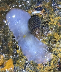 Acotylea