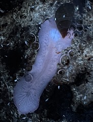 Acotylea