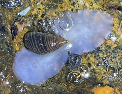 Acotylea