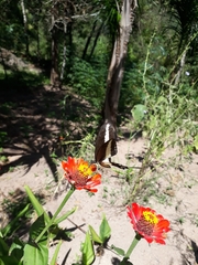 Heraclides hectorides