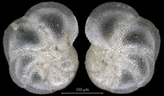 Elphidium frigidum