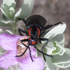 Lytta cribrata