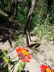 Heraclides hectorides