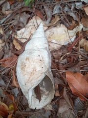 Lissachatina reticulata