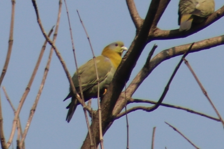 Yellow-footed Green Pigeon