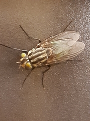 Diptera