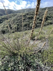 Sairocarpus multiflorus