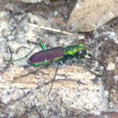Cicindela splendida